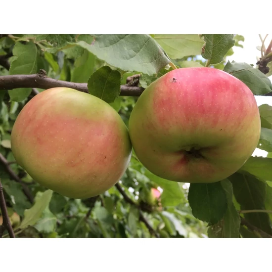 Nyári fontos alma MALUS DOMESTICA NYÁRI FONTOS K10-12