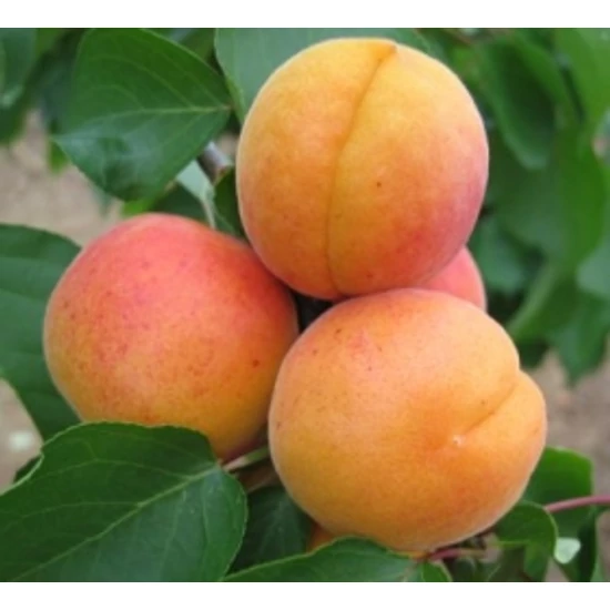 Hargrand kajszi PRUNUS ARMENIACA HARGRAND K10-12