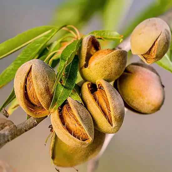 Tétényi keményhéjú mandula PRUNUS AMYGDALUS TÉTÉNYI KEMÉNYHÉJÚ K12