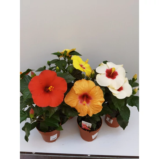 Kínai hibiszkusz SINENSIS CS13   