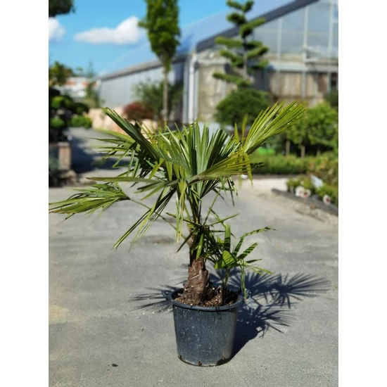Kínai kenderpálma  CHAMAEROPS EXCELSA 2/3 TÖRZS K35