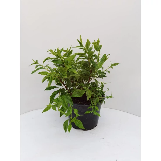 Aranyvessző    FORSYTHIA VIRIDISSIMA KUMSON K5