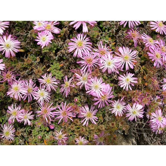 Kristályvirág   DROSANTHEMUM FLORIBUNDUM AKASZTÓS KASPÓBAN K4