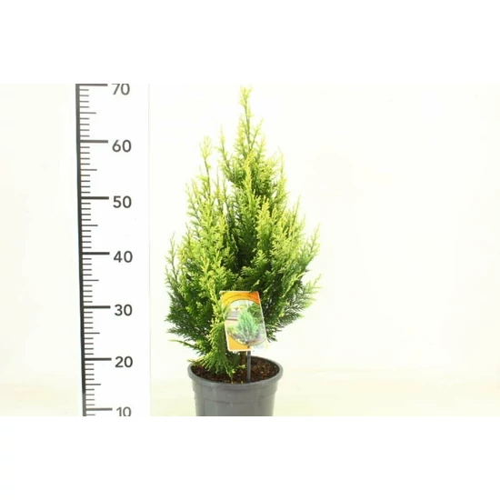 White spot hamisciprus  CHAMAECYPARIS LAWSONIANA WHITE SPOT 40/50 K3,5