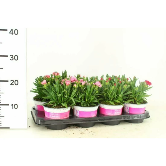 Kerti szegfű DIANTHUS CARYOPHYLLUS PINK KISSES CS12