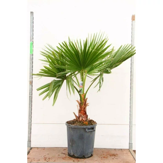 Washingtonia pálma  WASHINGTONIA ROBUSTA K40