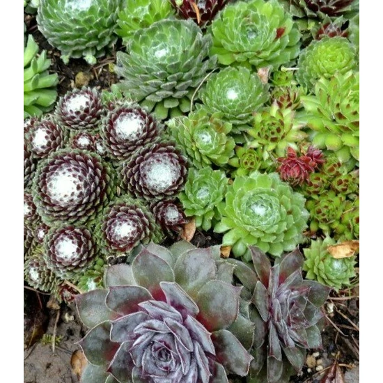 Kövirózsa SEMPERVIVUM FAJTÁK CS17   