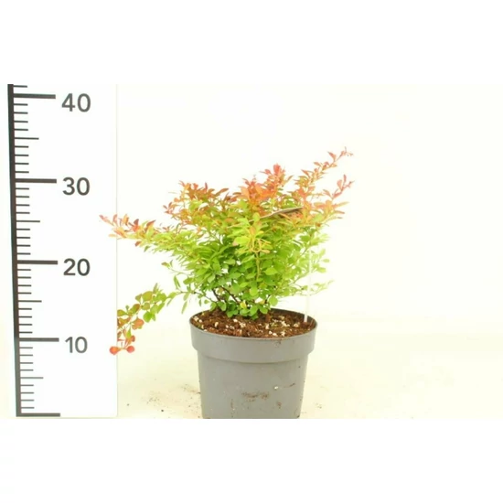 Japán vérborbolya   BERBERIS THUNBERGII ADMIRATION K2