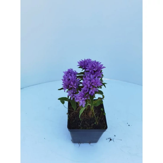 Csomós harangvirág CAMPANULA GLOMERATA GENTI WHITE CS11