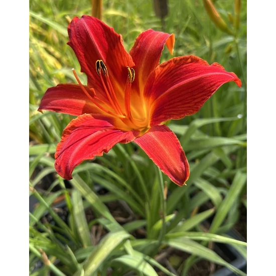 Sásliliom HEMEROCALLIS AMADEUS CS15   