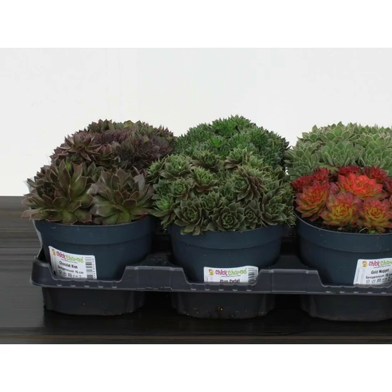 Kövirózsa SEMPERVIVUM  FAJTÁK CS6,5   