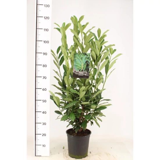 Oszlopos babérmeggy   PRUNUS LAUROCERASUS ELLY 70/90 K6,5