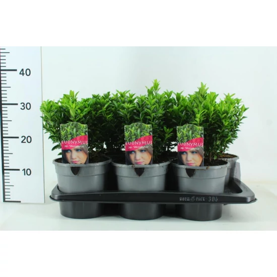 Japán kecskerágó   EUONYMUS JAPONICUS MICROPHYLLUS 20/25 K2,5