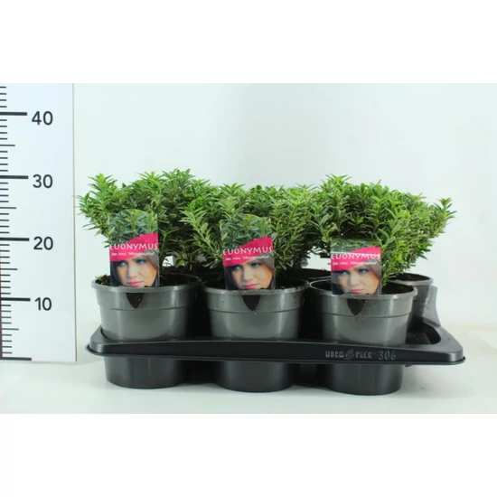 Japán kecskerágó   EUONYMUS JAPONICUS MICROPHYLLUS ALBOVARIEGATUS 15/+ K2,5