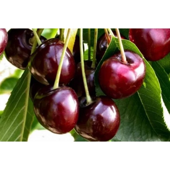 Biggareau burlat cseresznye PRUNUS AVIUM BIGARREAU BURLAT 14/16 K90