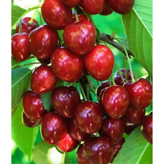 Sunburst cseresznye PRUNUS AVIUM SUNBURST 14/16 K90