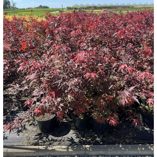 Japán juhar ACER PALMATUM ATROPURPUREUM K2