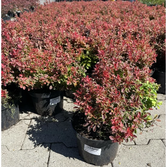 Japán vérborbolya   BERBERIS THUNBERGII ADMIRATION K2