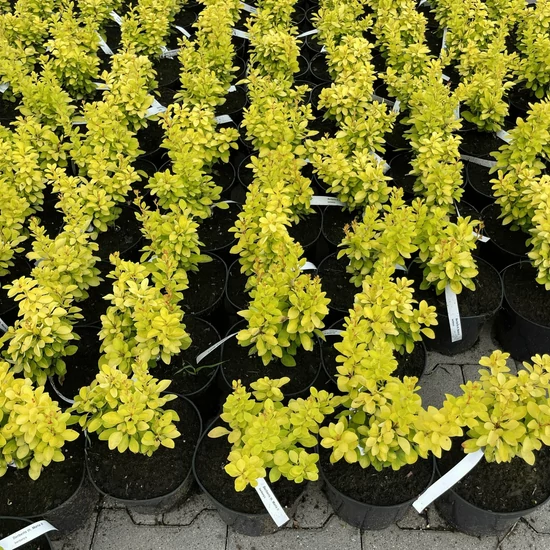 Japán vérborbolya   BERBERIS THUNBERGII MARIA K2