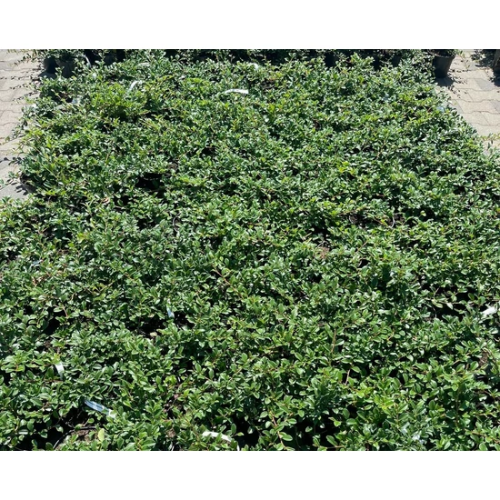 Szőnyegmadárbirs   COTONEASTER DAMMERI MAJOR K2