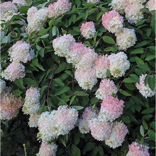 Bugás hortenzia   HYDRANGEA PANICULATA PHANTOM K3