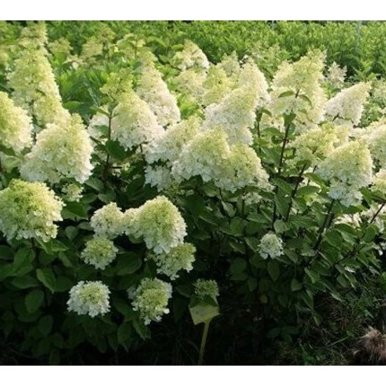 Bugás hortenzia   HYDRANGEA PANICULATA MAGICAL MOONLIGHT 40/60 K3