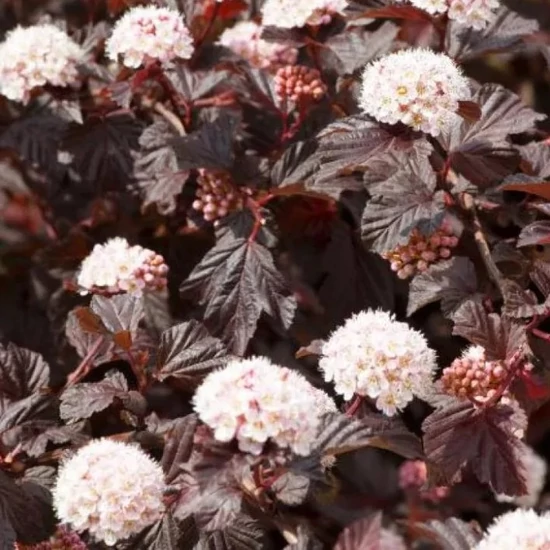 Törpe hólyagvessző   PHYSOCARPUS OPULIFOLIUS LADY IN RED K2