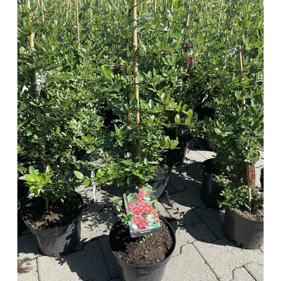 Tűztövis    PYRACANTHA COCCINEA RED COLUMN 40/60 K3