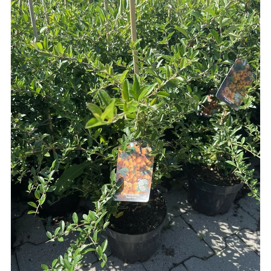 Tűztövis    PYRACANTHA COCCINEA SOLEIL D'OR K3