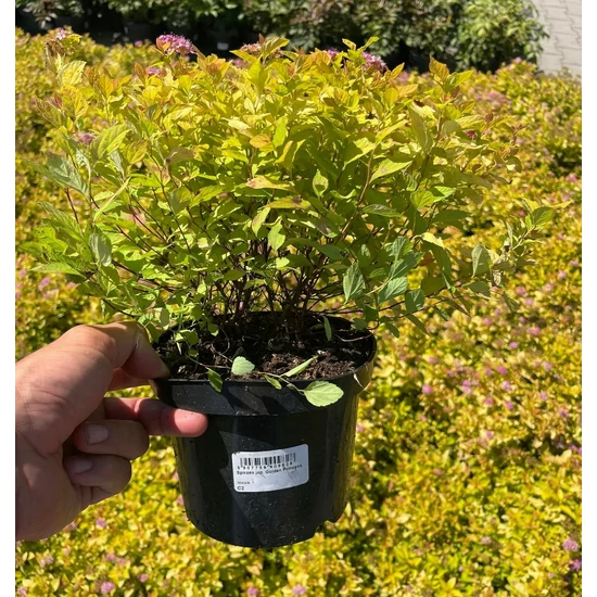 Japán gyöngyvessző SPIRAEA JAPONICA GOLDEN PRINCESS K2