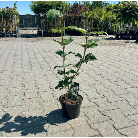 Labdarózsa VIBURNUM OPULUS ROSEUM K2