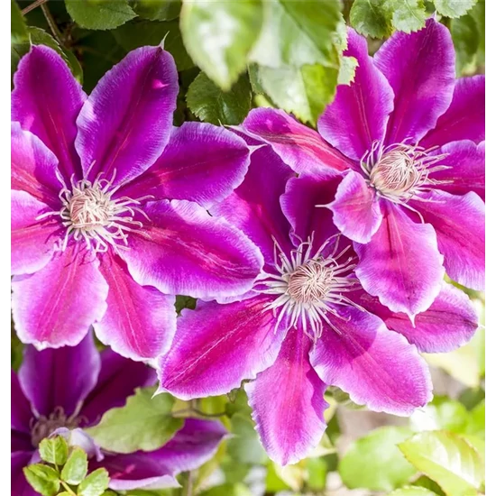 Kerti iszalag   CLEMATIS DR Ruppel K2