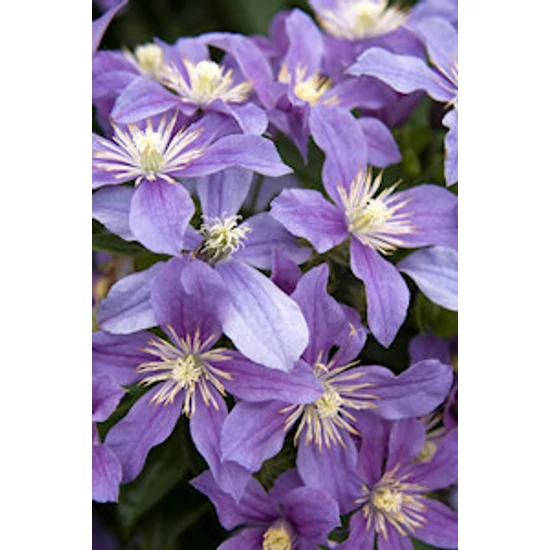 Kerti iszalag   CLEMATIS INT ARABELLA K2