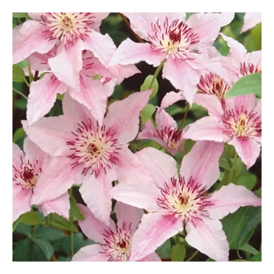 Kerti iszalag   CLEMATIS PINK FANTASTY K2