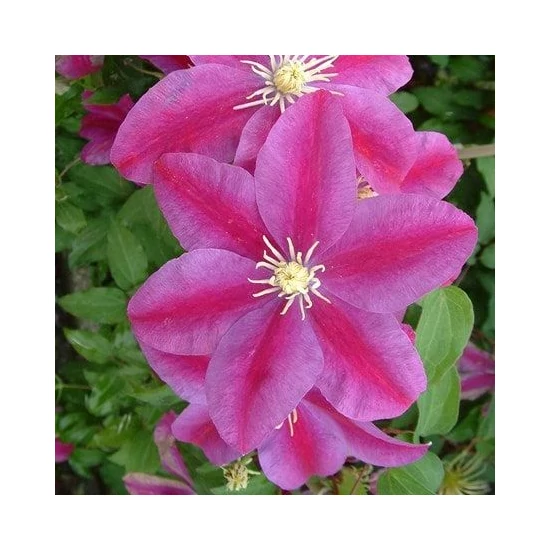 Kerti iszalag   CLEMATIS SUNSET K2
