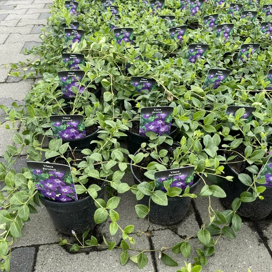 Kis meténg MINOR ATROPURPUREA K1  