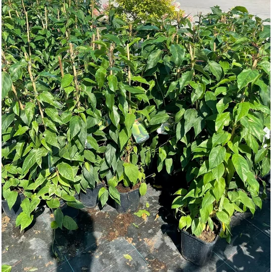 Jumbo japán kivi ACTINIDIA ARGUTA JUMBO K2