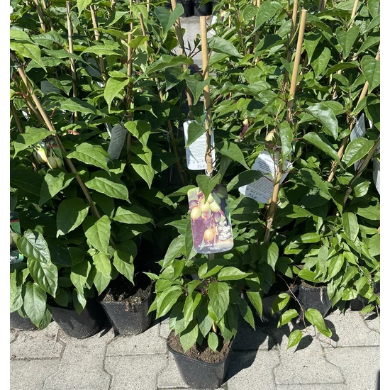 Weiki japán kivi ACTINIDIA ARGUTA WEIKI K2