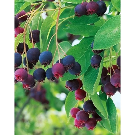Mézalmácska AMELANCHIER PRINCE WILLIAM K3