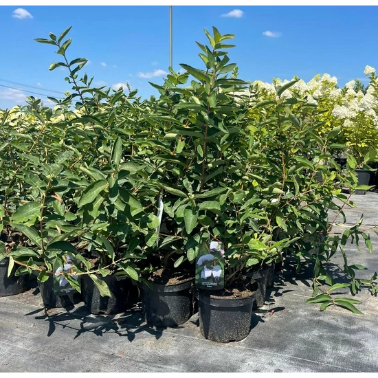Nimfa mézbogyó LONICERA ORIENTALIS NIMFA 35/45 K2