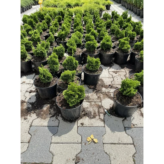 Hinoki hamisciprus   CHAMAECYPARIS OBTUSA NANA GRACILIS K2