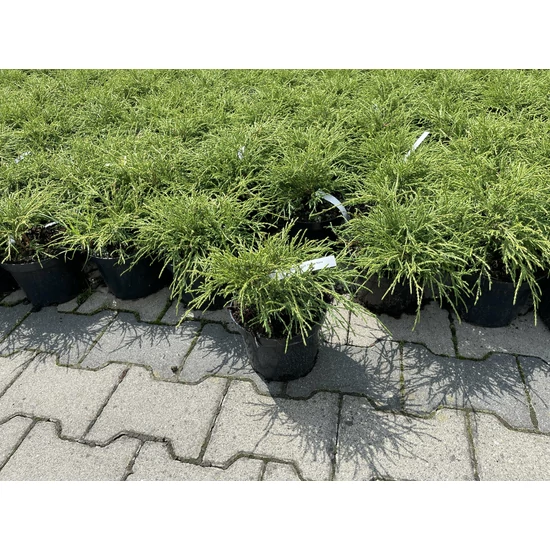 Szavára álciprus CHAMAECYPARIS PISIFERA FILIFERA NANA 15/20 K2