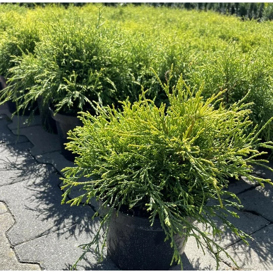 Szavára álciprus CHAMAECYPARIS PISIFERA GOLDEN MOP K2