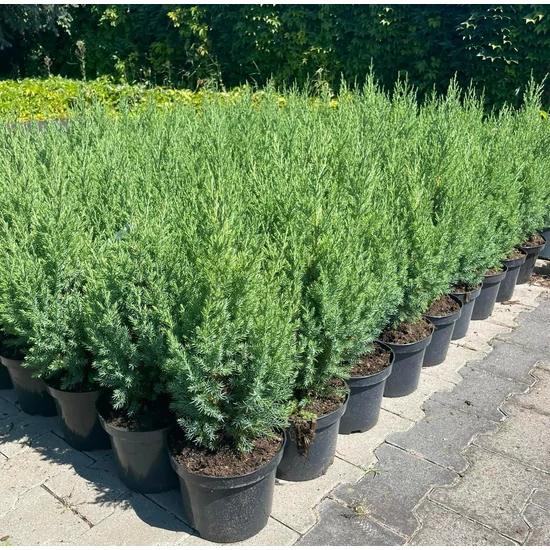 Kínai boróka JUNIPERUS CHINENSIS STRICTA 40/50 K2