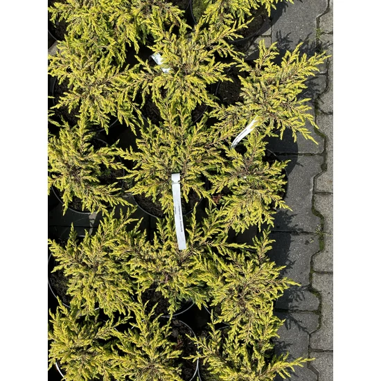 Közönséges boróka   JUNIPERUS COMMUNIS GOLDSCHATZ 20/25 K2