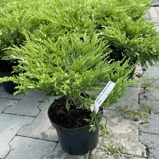 Tarka henye boróka  JUNIPERUS HORIZONTALIS ANDORRA VARIEGATA K2
