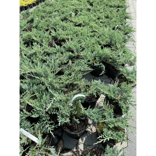 Kék kúszóboróka   JUNIPERUS HORIZONTALIS BLUE CHIP K2