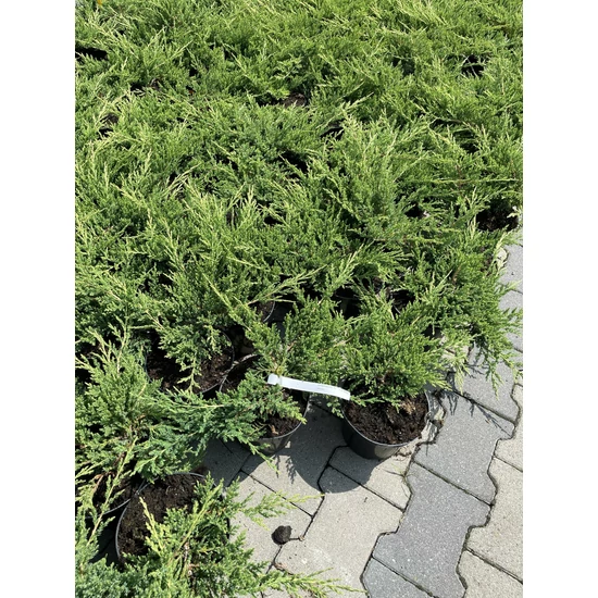 Henye boróka   JUNIPERUS HORIZONTALIS PRINCE OF WALES K2