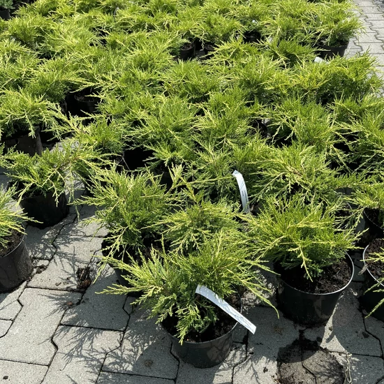 Arany terülő boróka  JUNIPERUS MEDIA OLD GOLD K2
