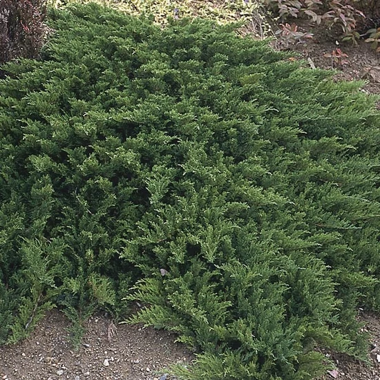 Nehézszagú boróka JUNIPERUS SABINA TAMARISCIFOLIA K2